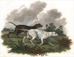 Two Dogs, Pluto and Juno, Hand-Colored Lithograph, Bunney & Gold London, 1801