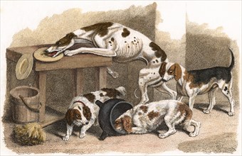 Dogs, Hand-Colored Etching by Samual Howitt, London, 1810