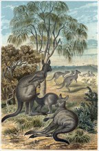 Kangaroos, Illustration, 1885