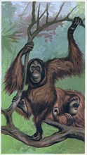 Orangutan, Orang-Outang, Simia Satyrus, chromolithograph, 1889