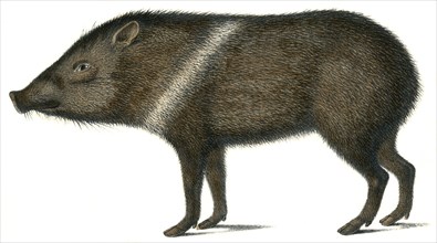 Peccary with Heart-Band Collar, Dicotyles Torquatus, Hand-Colored Lithograph by Karl Brodtmann, Zurich, 1824