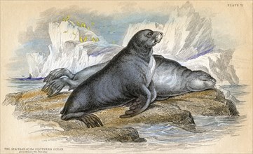 The Sea-Bear of the Southern Ocean, According to Forster, Hand-Colored, 1852