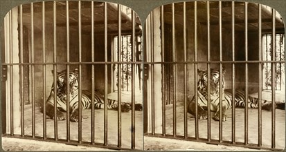 Bengal Tiger, “Man-Eater” at Calcutta, India Underwood & Underwood, Stereo Card, 1904