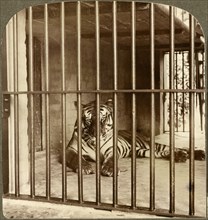 Bengal Tiger, “Man-Eater” at Calcutta, India Underwood & Underwood, Single Image of Stereo Card, 1904