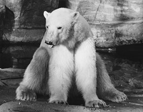Polar Bear, Brookfield Zoo, Chicago Zoological Park, 1975