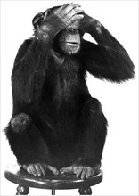 Chimpanzee, See No Evil, circa 1970's