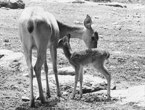 Deer, Zoological Society of Philadelphia, Photo by Franklin Williamson, 1961