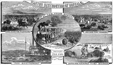 “Wanton Destruction of Buffalo”. By Artist John Reuben Chapin, c 1870, Book Illustration from “Indian Horrors or Massacres of the Red Men”, by Henry Davenport Northrop, 1891