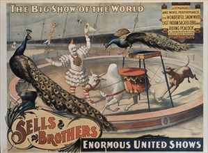 Sells Brothers' Enormous United Shows, The Wonderful Snow White East Indian Sacred Zebu and Riding Peacock, Circus Poster, circa 1880's