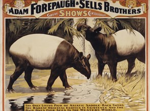 Adam Forepaugh and Sells Brothers Shows, The Only Living Pair of Asiatic Saddle-Back Tapirs, Circus Poster, circa 1900
