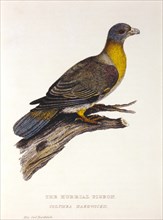 Hurrial Pigeon, Columba Hardwickii, Hand-Colored Engraving from Original by Baron Cuvier, circa 1829