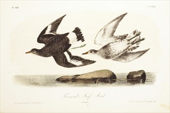 Townsend's Surf Bird, Hand-Colored Engraving from Original by John James Audubon, circa 1827