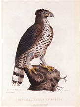 Imperial Eagle of Africa, Hand-Colored Engraving from Original by Baron Cuvier, circa 1828