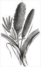 Three Millet Varieties, Panicum, Sorghum, Eleusine, Africa, Illustration, 1885