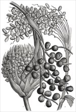Date, Dum and Oil Palm, Africa, Illustration, 1885