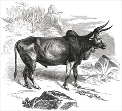 Sanga Ox, Africa, Illustration, 1885