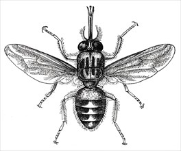 Tsetse Fly, Africa, Illustration, 1885