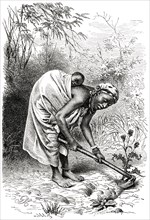 Loango Woman with Baby on Back Working in Field, Africa, Illustration, 1885