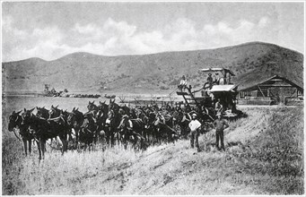 Horse-drawn Combine during Wheat Harvest, Sacramento Valley, California, USA, Photogravure, Denison News Co., 1903