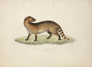 Pale Genet, Viverra Pallida, 1/2 Natural length, China, from the book 'Illustrations of Indian Zoology, Chiefly from the Collection of Major General Hardwick, 1832