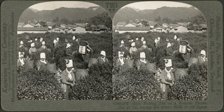 Girls Picking Tea on a Famous Plantation at Uji among the Sunny Hills of Old Japan, Stereo Card, Keystone View Company, 1904