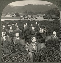 Girls Picking Tea on a Famous Plantation at Uji among the Sunny Hills of Old Japan, Single Image of Stereo Card, Keystone View Company, 1904