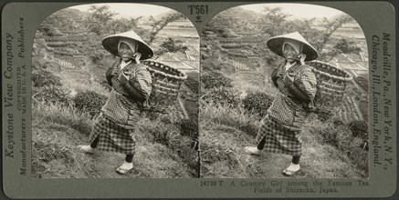 A Country Girl Among the Famous Tea Fields of Shizuoka, Japan, Stereo Card, Keystone View Company. 1905
