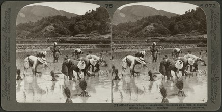 Patient Laborers Transplanting Rice Shoots on Beautiful farm in Interior of Japan, Stereo Card, Underwood & Underwood, 1904