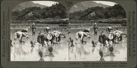 Where Intensive Agriculture is a Necessity-Setting out Rice Plants, Japan, Stereo Card, Keystone View Company, 1904