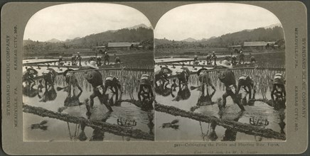 Cultivating the Fields and Planting Rice, Japan, Stereo Card, Standard Scenic Company, 1906