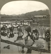 Cultivating the Fields and Planting Rice, Japan, Single Image of Stereo Card, Standard Scenic Company, 1906