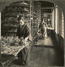 Making Nests for the Silkworms, Japan, Single Image of Stereo Card, Keystone View Company, 1905