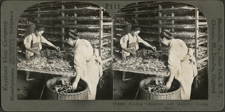 Feeding Silkworms with Mulberry Leaves, Japan, Stereo Card, Keystone View Company, 1905