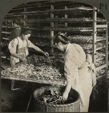 Feeding Silkworms with Mulberry Leaves, Japan, Single Image of Stereo Card, Keystone View Company, 1905