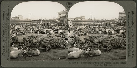 Exporting Wheat at Odessa on the Black Sea, the Ukraine, Stereo Card, Keystone View Company, early 1900's