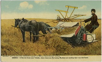 A Harvest Scene near Tobolsk, where American Harvesting Machines are Working their way into Favor, International Harvester Company of America, Postcard, 1910
