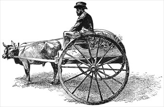 Ox Cart, Jacksonville, Florida, USA, Illustration, Classical Portfolio of Primitive Carriers, by Marshall M. Kirman, World Railway Publ. Co., Illustration, 1895