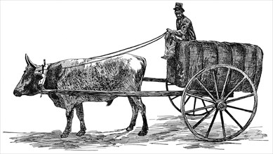 Ox Cart with Load of Cotton, Georgia, USA, Illustration, Classical Portfolio of Primitive Carriers, by Marshall M. Kirman, World Railway Publ. Co., Illustration, 1895