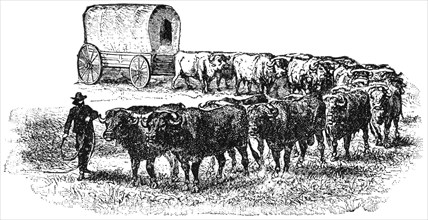 Wagon Train on the Great Plains, USA, Illustration, Classical Portfolio of Primitive Carriers, by Marshall M. Kirman, World Railway Publ. Co., Illustration, 1895