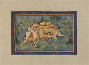 Two Camels Fighting, Painting