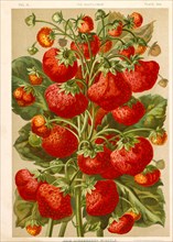 New Strawberry Mineola, Chromolithograph, H.M. Wall, 1892