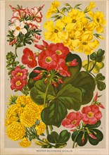Winter Blooming Oxalis, Chromolithograph, H.M. Wall, 1892