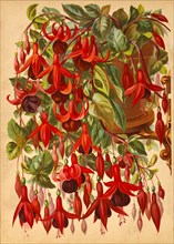 Red Honeysuckle on Vines, Chromolithograph, H.M. Wall, 1892