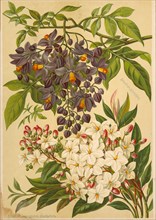 Solanum Azureum (top), Solanum Jasminoides Grandiflora (Bottom), Chromolithograph, H.M. Wall, 1892