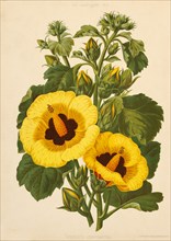 Hibiscus Chrysantha, Chromolithograph, H.M. Wall, Mayflower Publishing Co., 1891