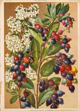 Improved Dwarf Juneberry, Chromolithograph, H.M. Wall, Mayflower Publishing Co., 1892
