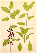 Holly, Chromolithograph, 1868