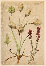Cotton Grass and Fine Heath, Chromolithograph, 1868