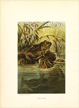 Bull-Frog, Selmar Press Publisher, NY, 1898