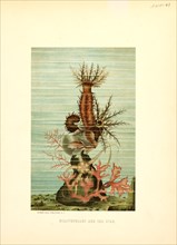 Holothurians and Sea Star, Selmar Press Publisher, NY, 1898